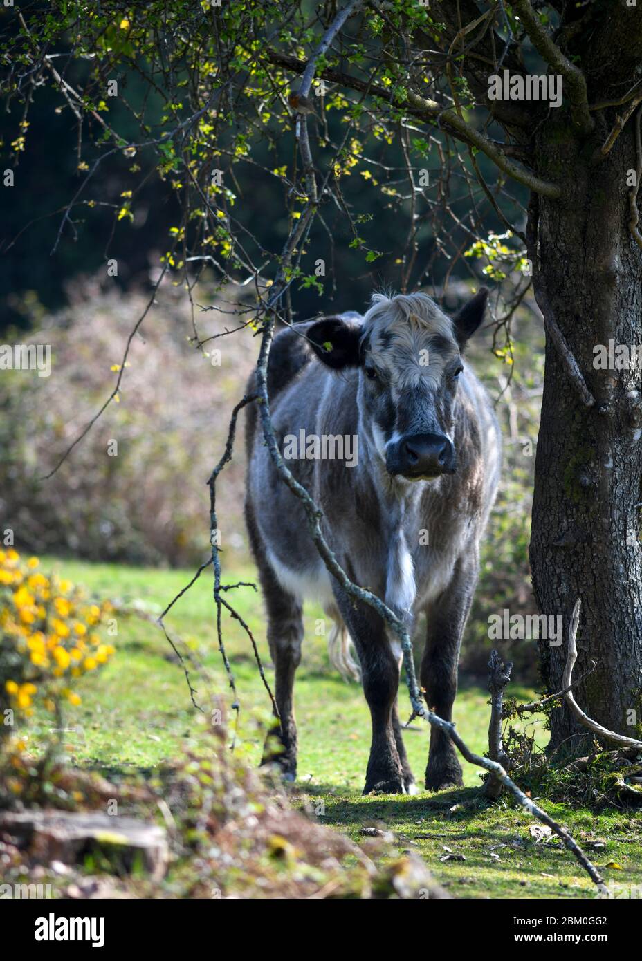 Braun geappelt Kuh stehend in der Nähe von großen Baum mit kleinen grünen Blättern und Blick auf Kamera mit Interesse beim Weiden auf Wiese in der Landschaft in Stockfoto