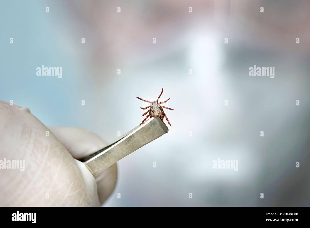 Ein gefährliches blutsaugendes Insekt. Kleine braune Fleckmilbe, biologischer Name Dermacentor marginatus auf in einem medizinischen Reagenzglas. Der Wissenschaftler studiert in Stockfoto