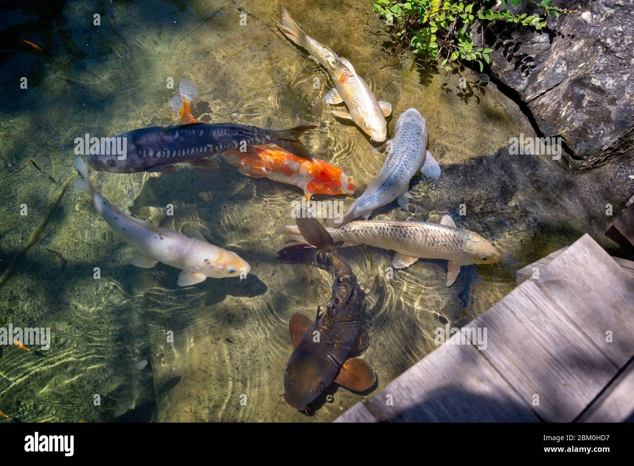 Draufsicht auf Koi Fische in einem Teich eines japanischen Gartens Stockfoto