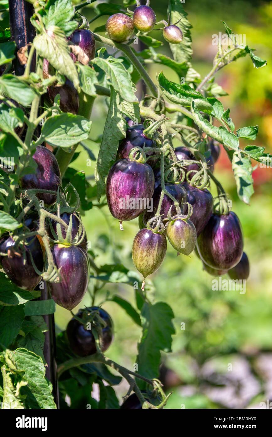 Nahaufnahme der alten Spezies von lila Tomaten in einem Gemüsegarten wachsen Stockfoto