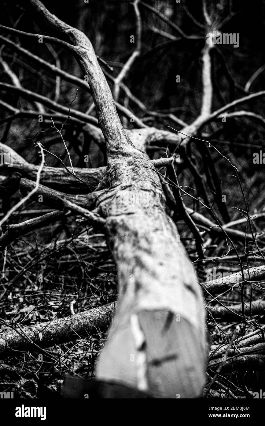 Frisch geschnittene amerikanische Hainbuche ruht auf dem Waldboden. Stockfoto