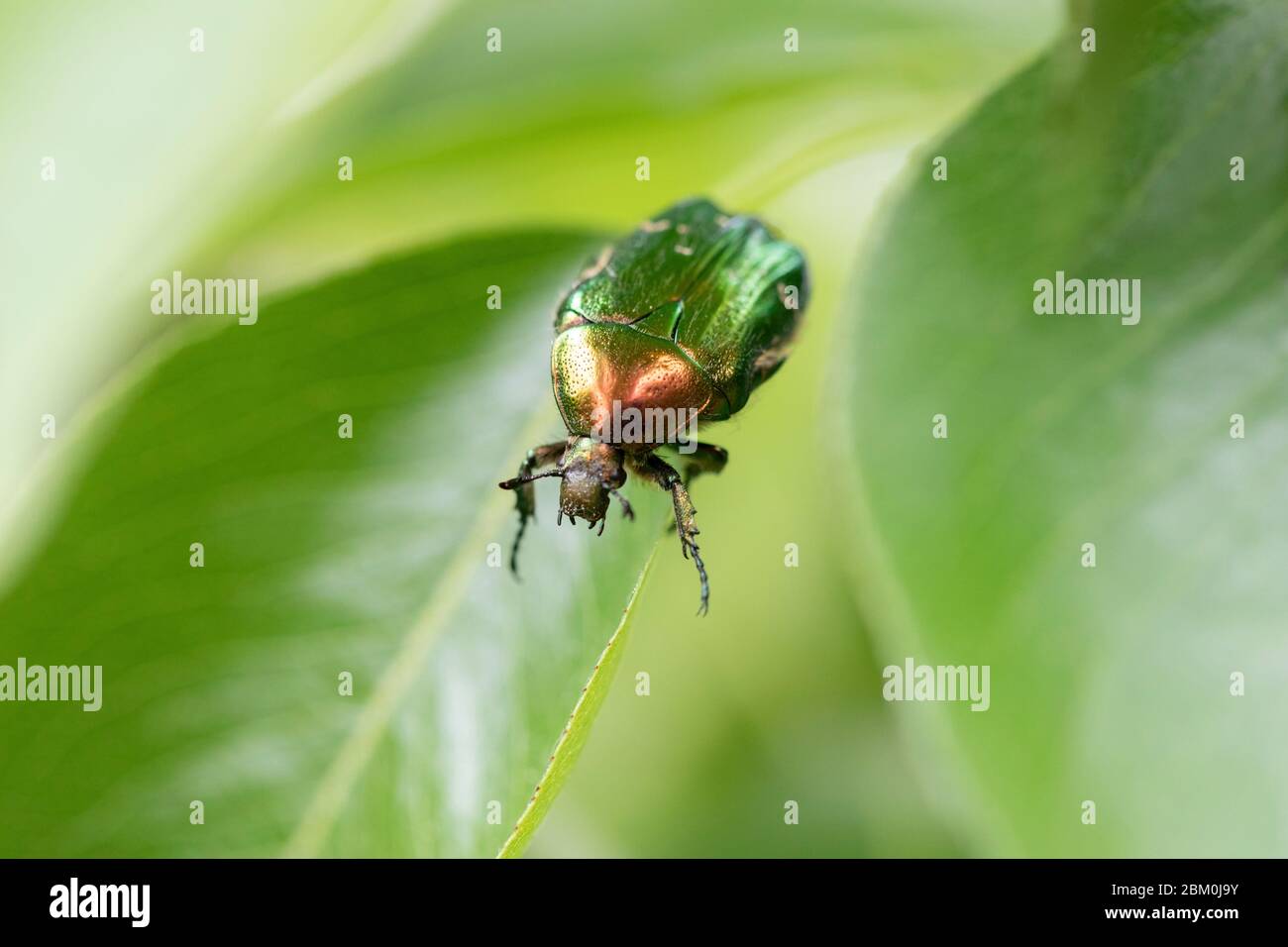 Eine Nahaufnahme eines Käfers (Cetonia aurata) auf einem grünen Blatt mit verschwommenem Hintergrund Stockfoto