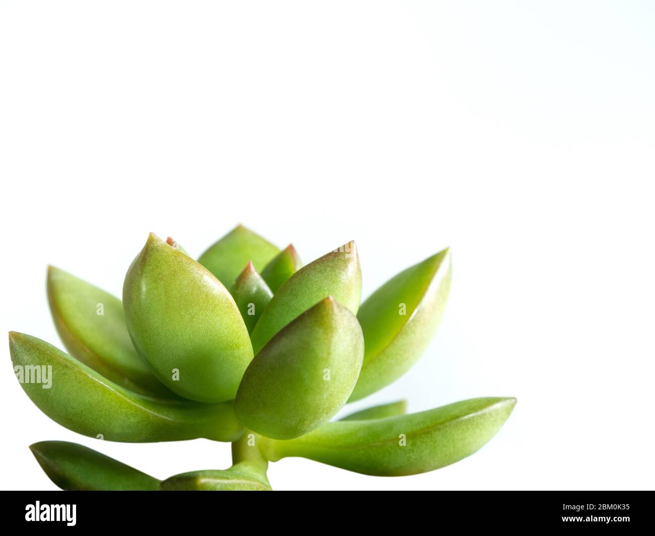 Sukkulente pflanze Mauerpfeffer, SEDUM, frische Blätter von sedum Lucidum auf weißem Hintergrund Stockfoto
