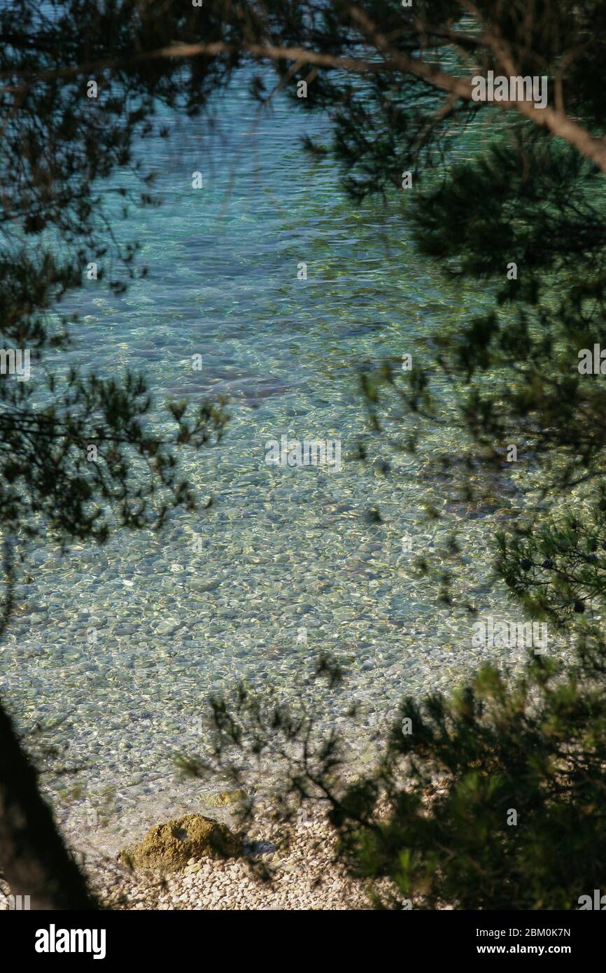 Foto von einem Strand mit klarem Meer durch Kiefernzweige aufgenommen Stockfoto