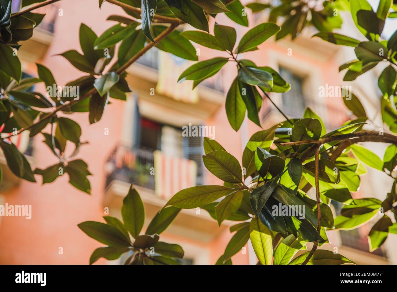 Sonnenlicht durch Baumzweig mit katalanischer Flagge auf Balkon Hintergrund der Barcelona Architektur Stockfoto