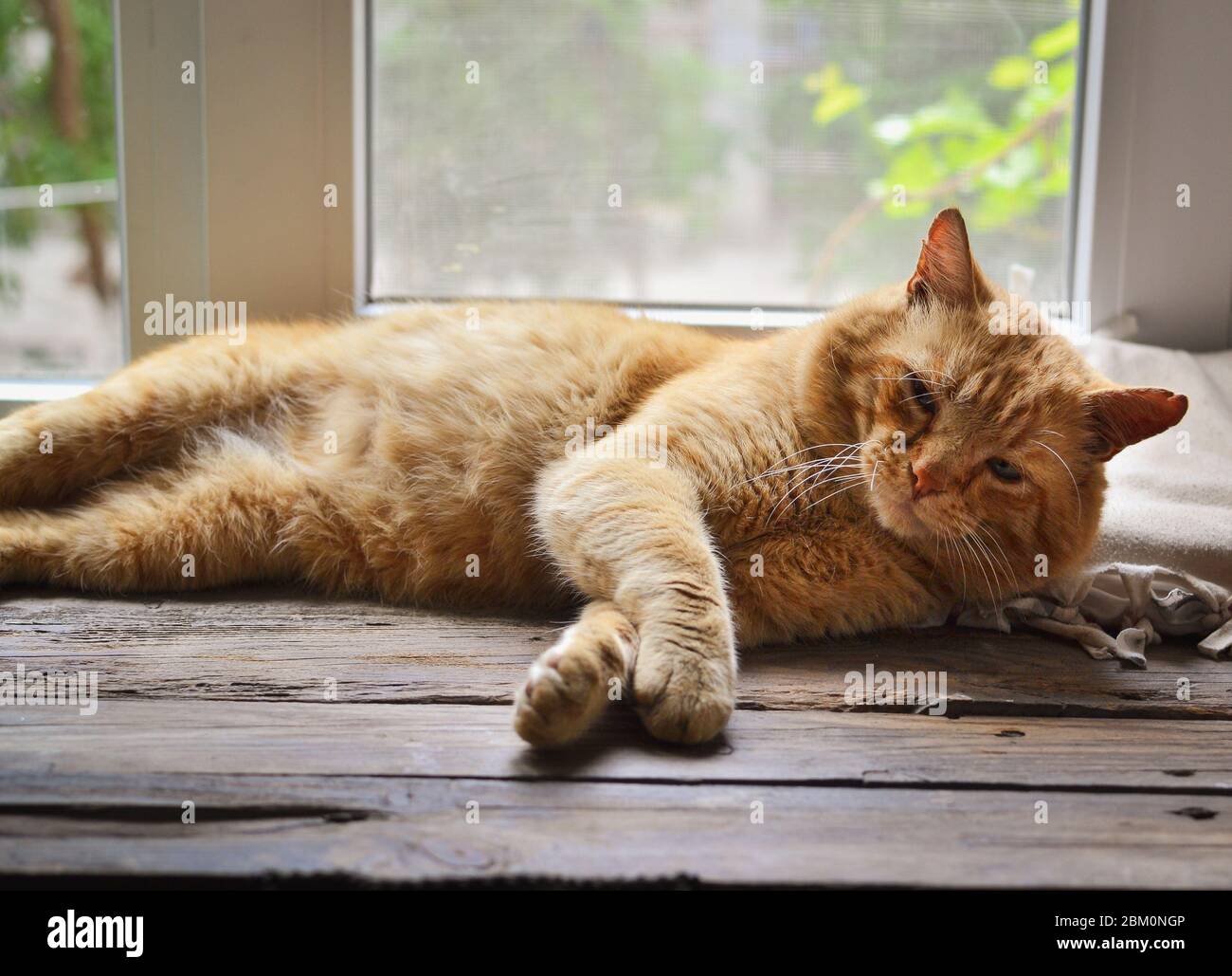 Ein Haustier. Rote Katze liegt auf einem Holzfenster. Eine sanfte und freundliche Katze liebt es, sich zu entspannen und am Fenster zu schlafen. Freier Platz für Text. Holzhintergrund. Pfoten von A Stockfoto