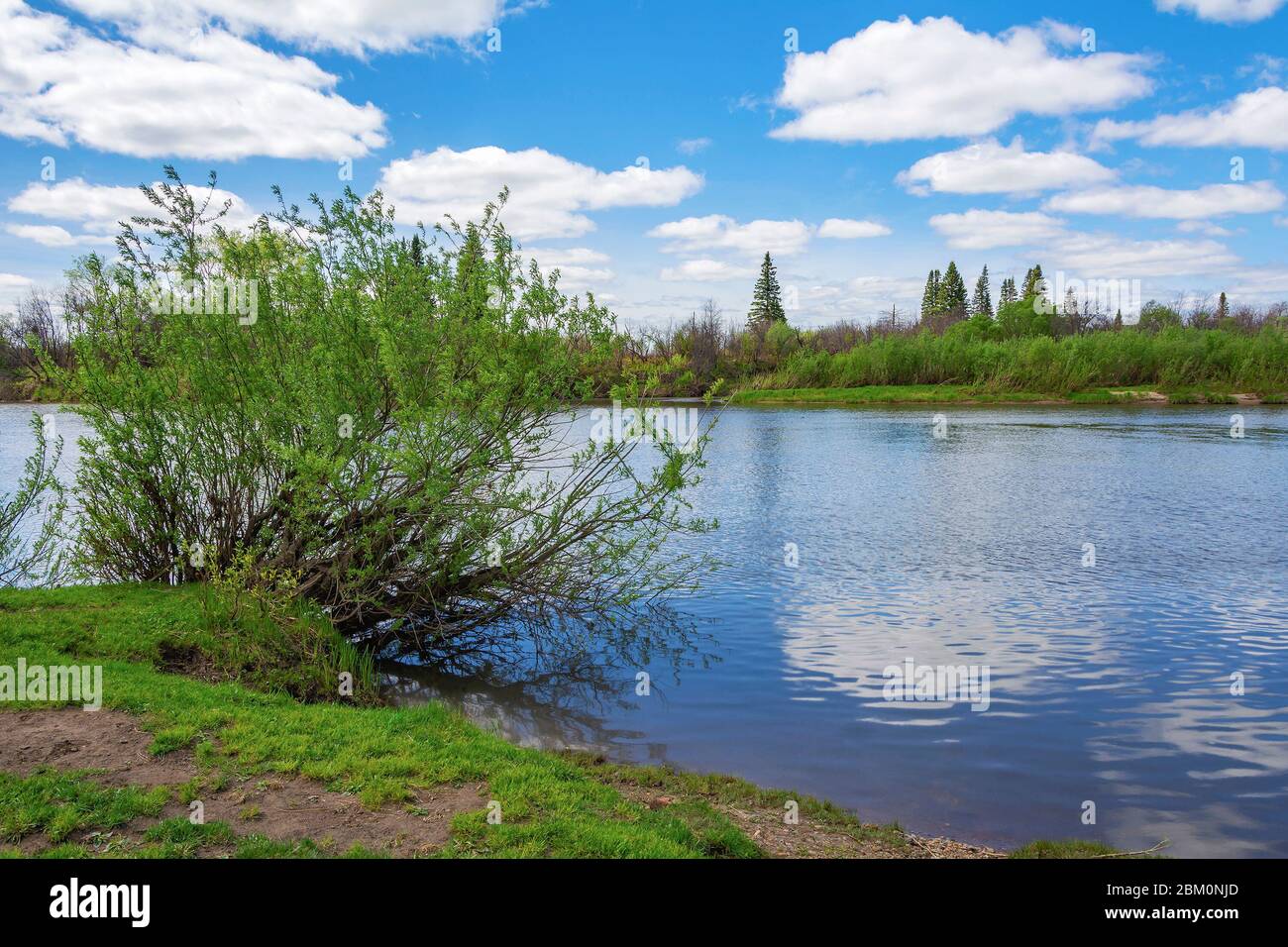 Malerischer Busch am Ufer des Flusses Yaya, Kemerowo Region, Kuzbass, ein schöner Frühlingstag Stockfoto