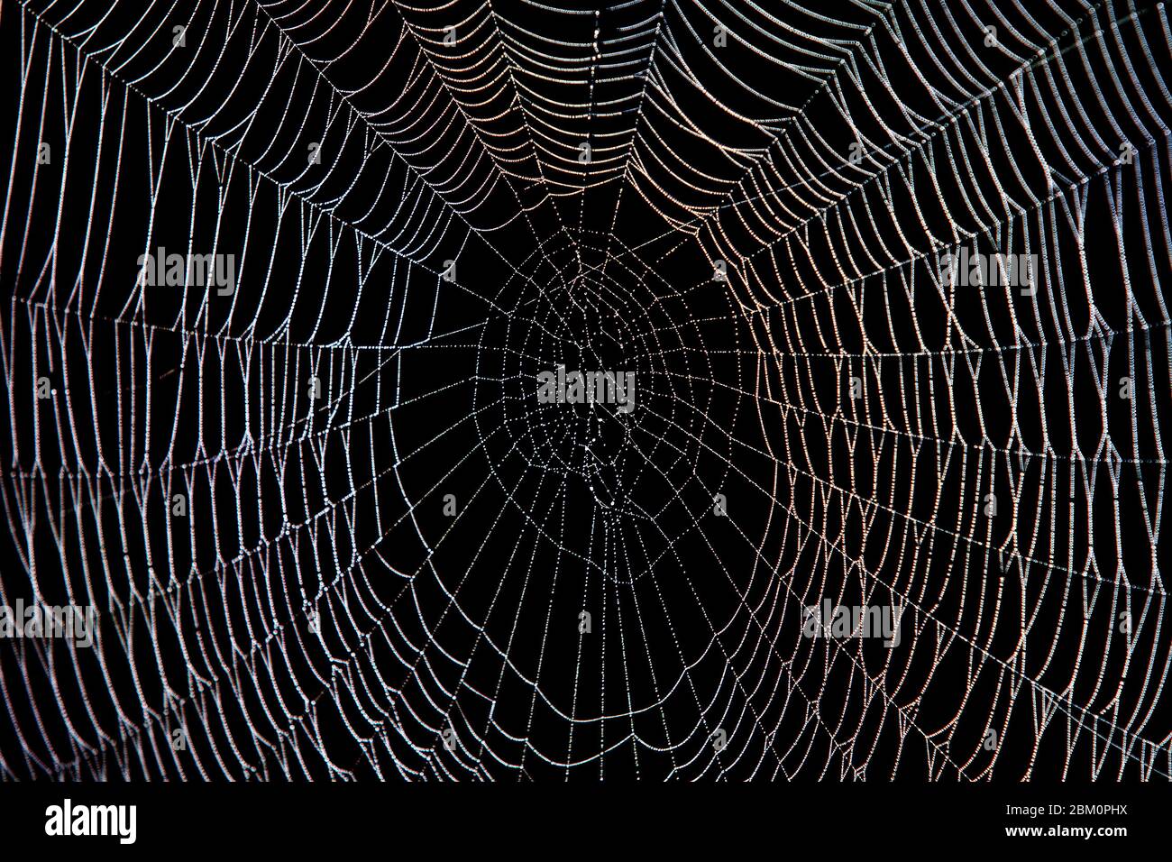 Spinnennetz mit Tau im Dunkeln Stockfoto