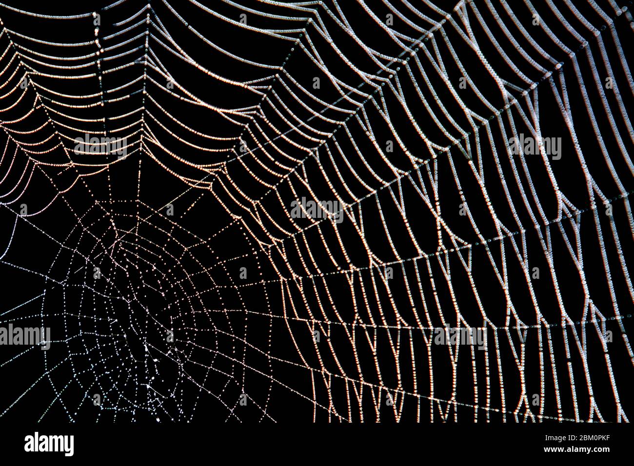 Spinnennetz mit Tau im Dunkeln Stockfoto