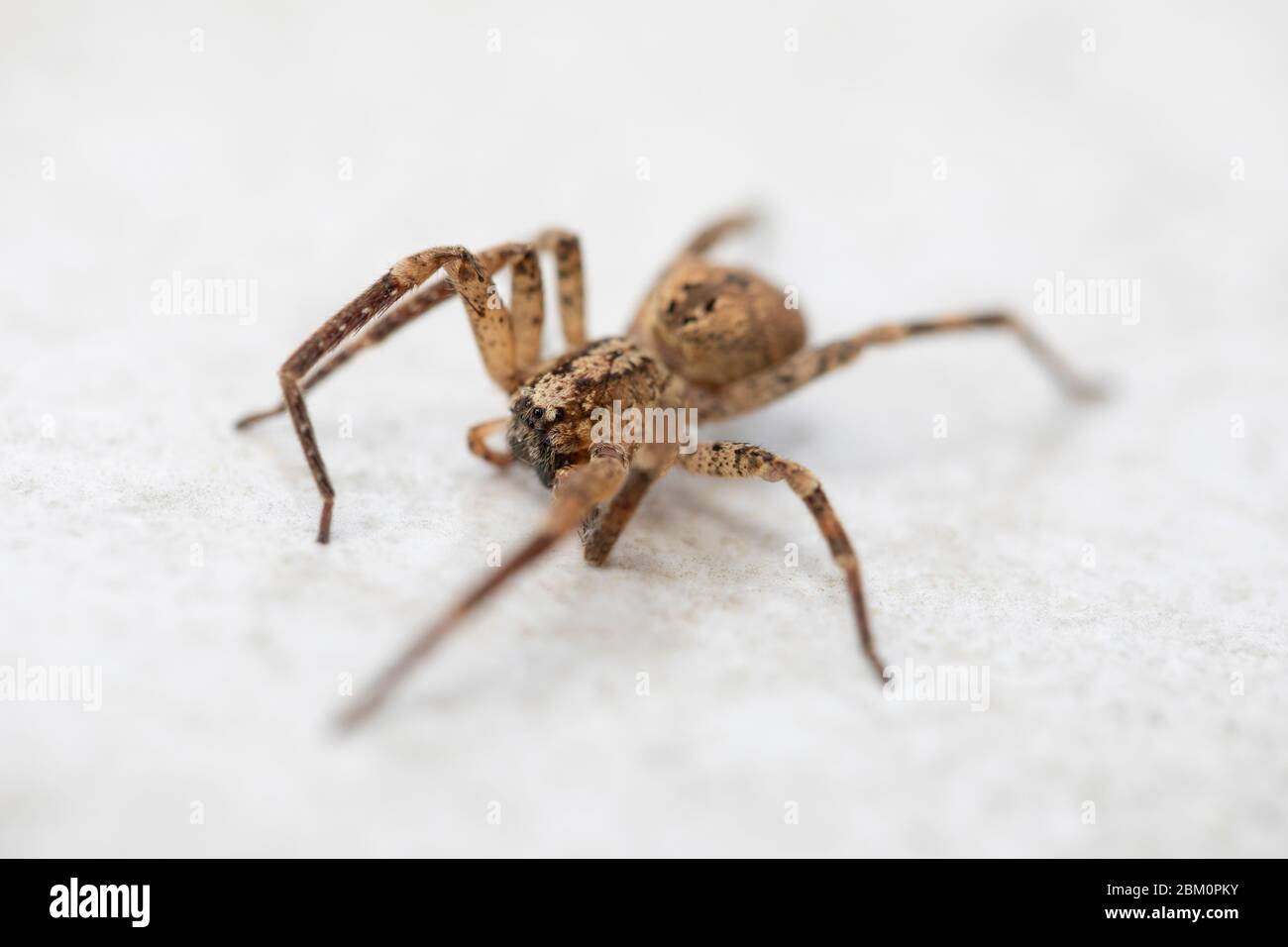 Eine große braune Spinne auf weißem Steingrund Stockfoto