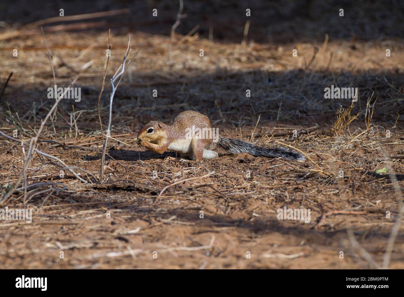 Ungestreifter Ground Squirrel (Xerus rutilus), Erwachsener, der Futter für Lebensmittel nachstellt. Fotografiert im Samburu National Reserve, Kenia Stockfoto