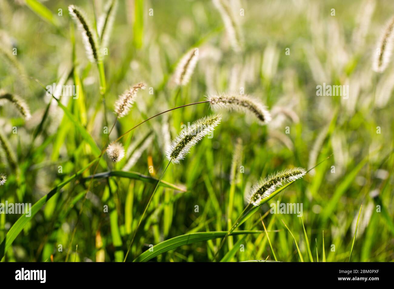 Unbemaut Rasen mit hohem Gras, eine Wiese mit Getreide Stockfoto