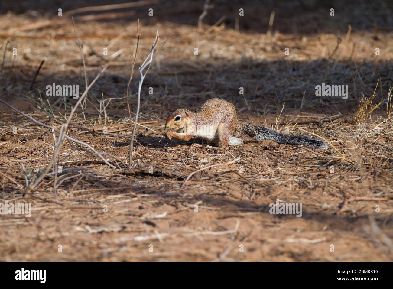 Ungestreifter Ground Squirrel (Xerus rutilus), Erwachsener, der Futter für Lebensmittel nachstellt. Fotografiert im Samburu National Reserve, Kenia Stockfoto