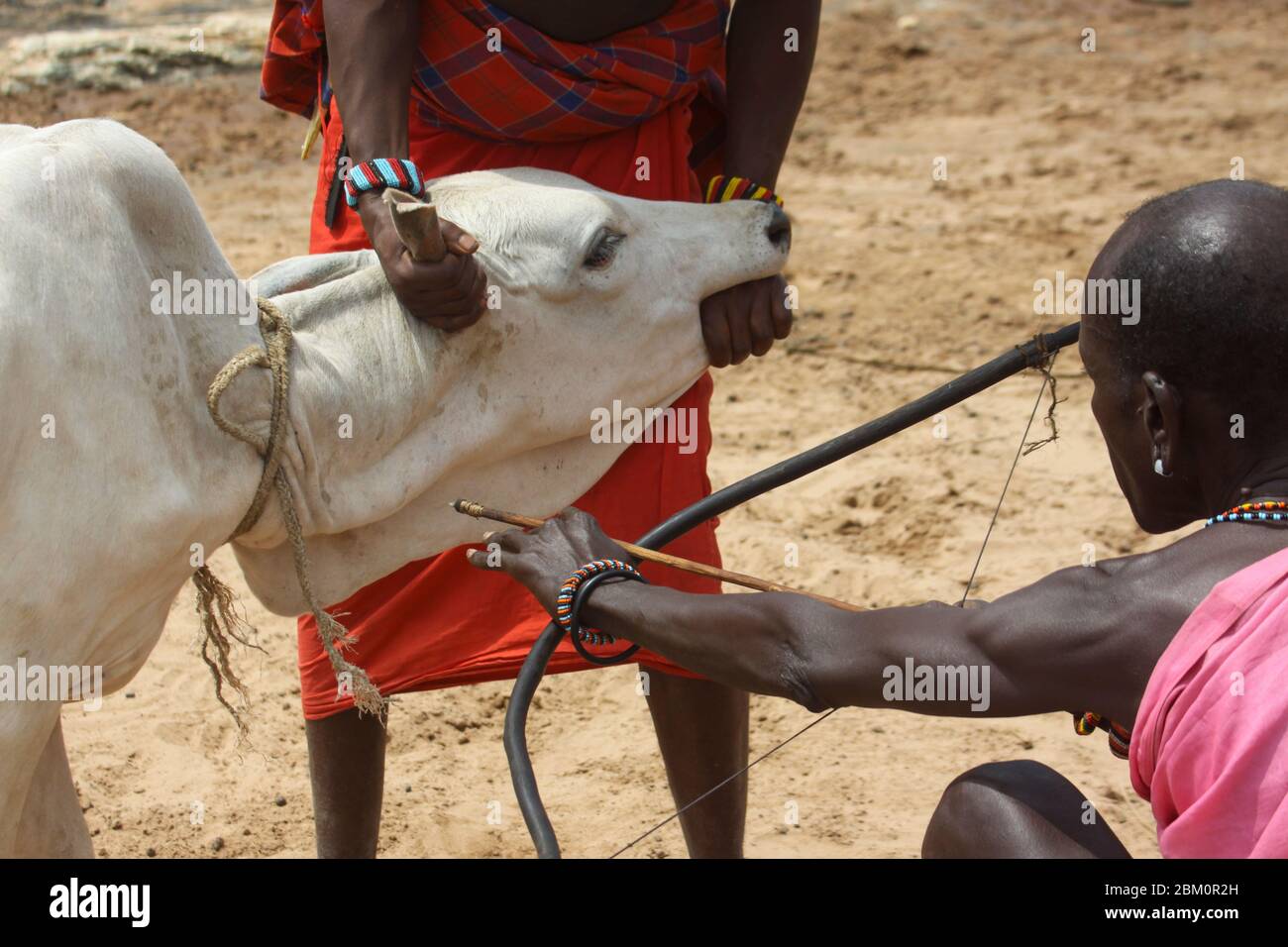 Maasai Männer bluten eine Kuh, um die Blutmilch zu produzieren, die sie trinken. Maasai ist eine ethnische Gruppe von halbnomadischen Menschen, die in Kenia fotografiert wurden Stockfoto