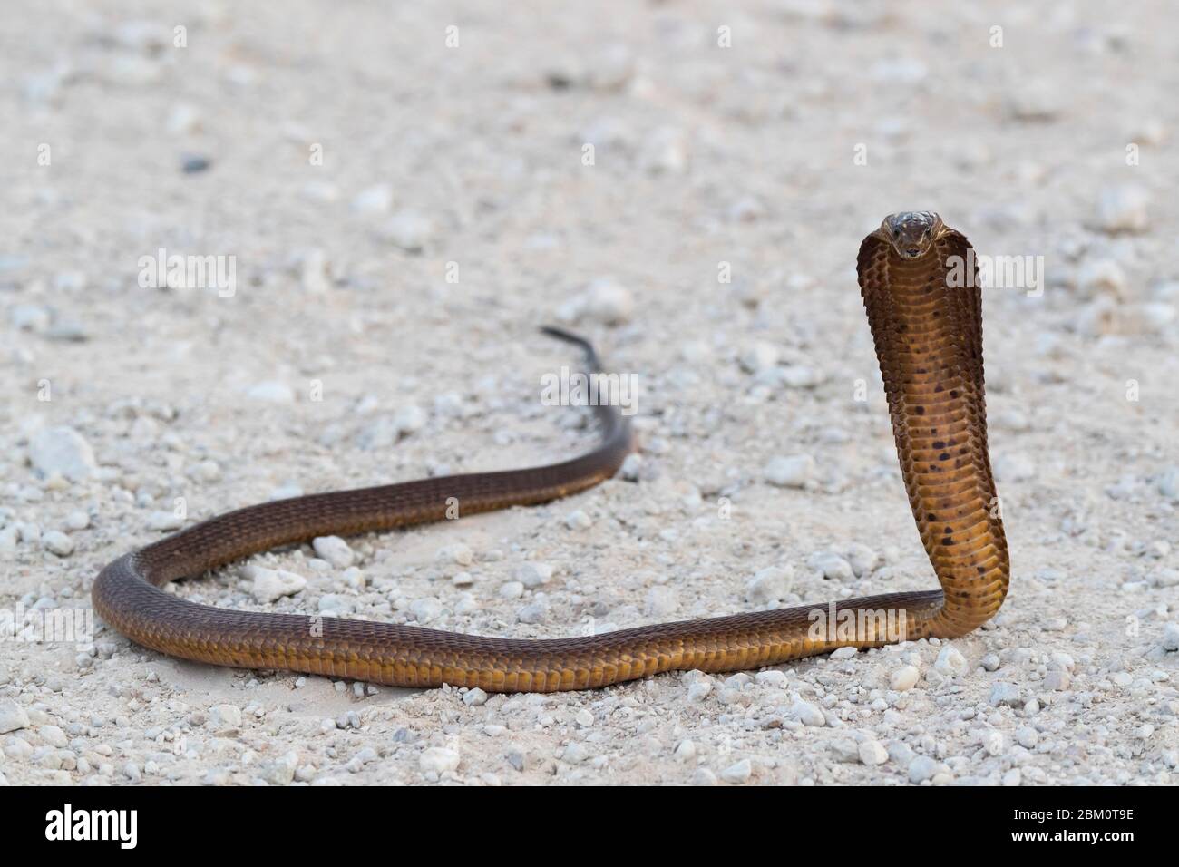 Kap Cobra (Naja nivea), Kgalagadi Transfrontier Park, Südafrika, Stockfoto