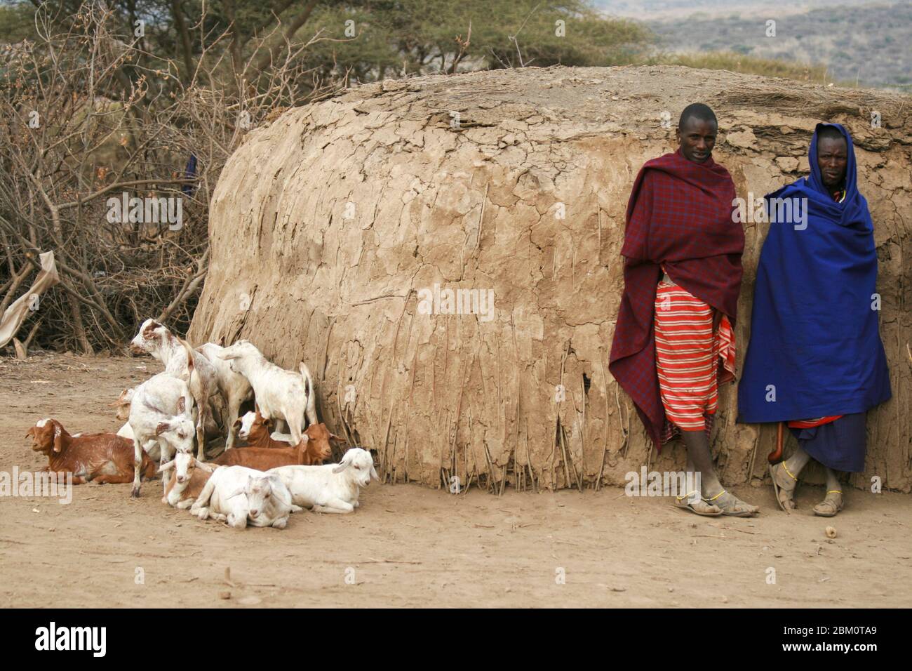 Masai (auch Maasai) Stammesangehörigen eine ethnische Gruppe von halbnomadischen Menschen. Maasai Männer hüten Vieh fotografiert in Tansania Stockfoto