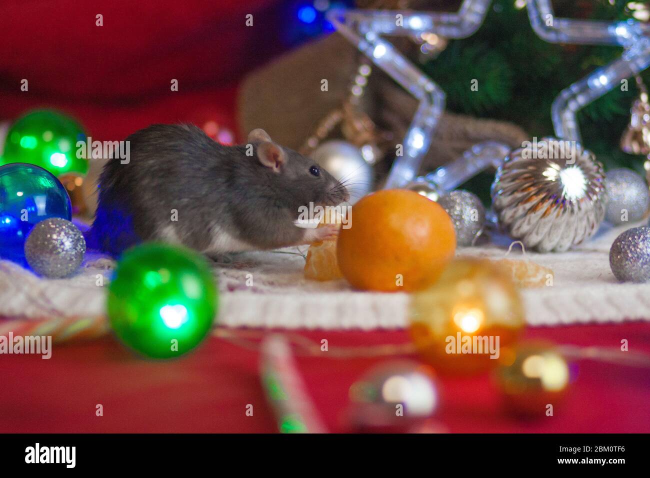 Graue Ratten im Stillleben des neuen Jahres. Mit farbigen Spielzeugen Stockfoto