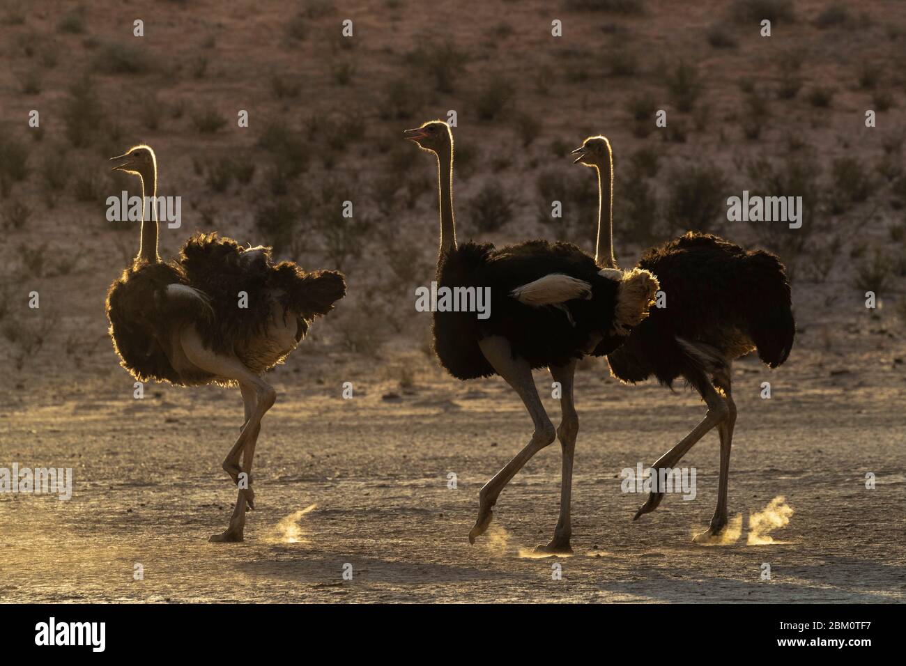 Strauß (Struthio camelus), Kgalagadi transfrontier Park, Südafrika, Stockfoto