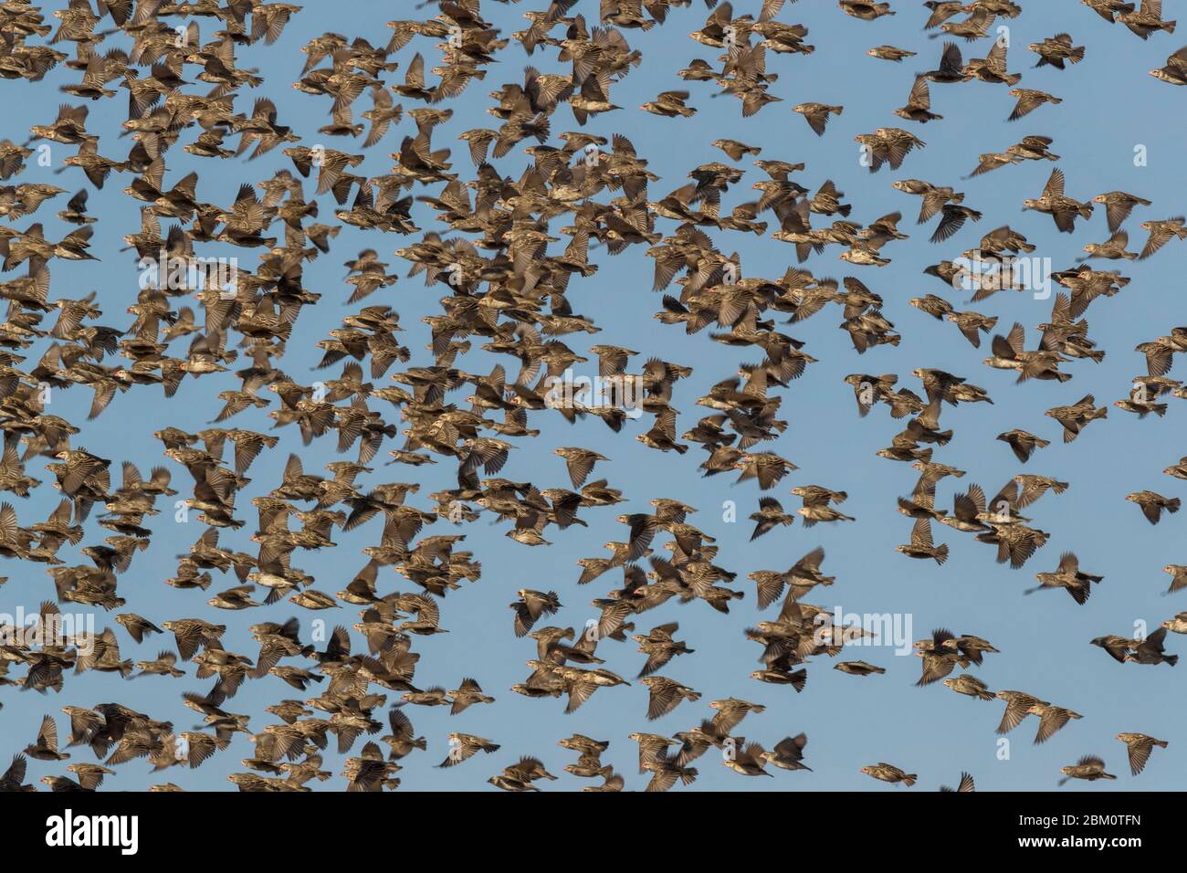 Rotschnabelquelea (Quelea quelea) Flock, Mashatu Wildreservat, Botswana Stockfoto