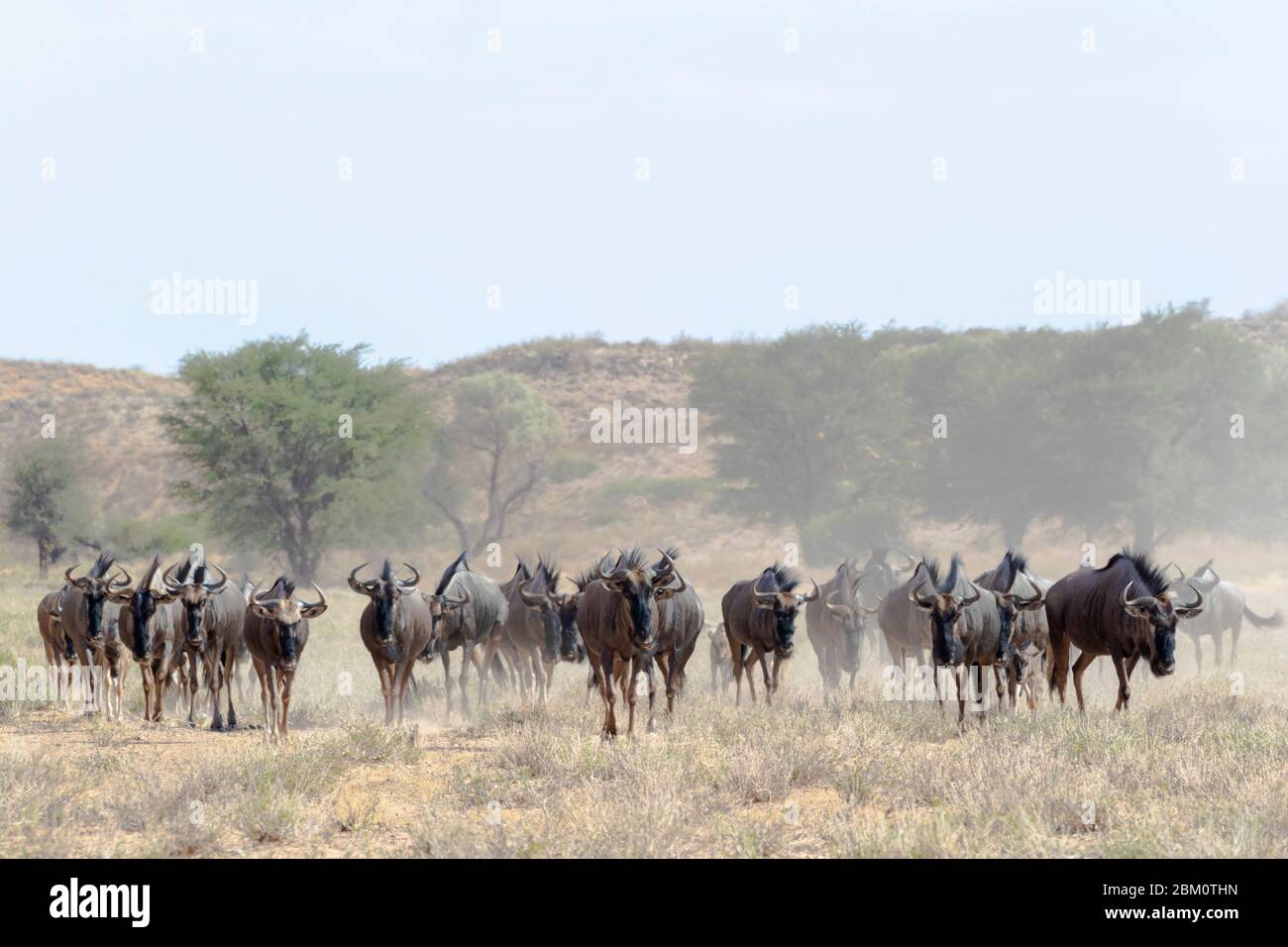 Gnus (Connochaetes taurinus) Herde, Kgalagadi Transfrontier Park, Südafrika, Stockfoto