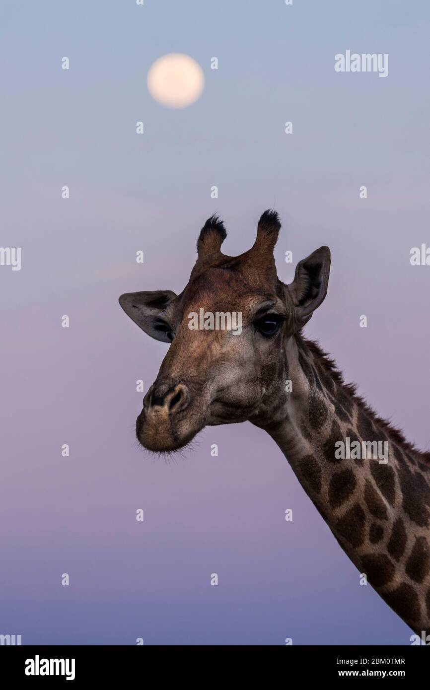 Giraffe (Giraffa camelopardalis) und Mond, Kruger Nationalpark, Südafrika Stockfoto