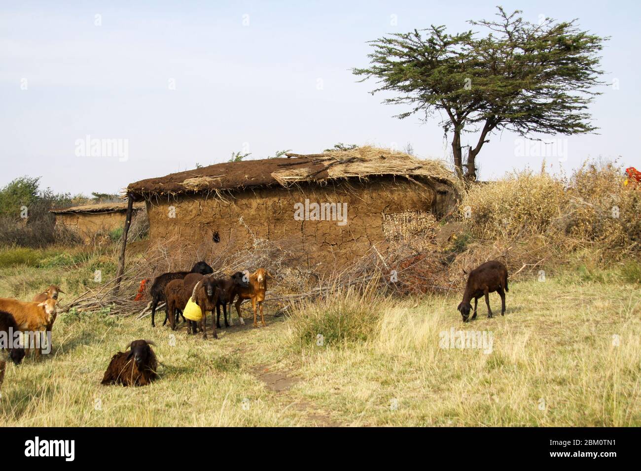 Masai (auch Maasai) Stammesangehörigen eine ethnische Gruppe von halbnomadischen Menschen. Maasai Männer hüten Vieh fotografiert in Kenia Stockfoto