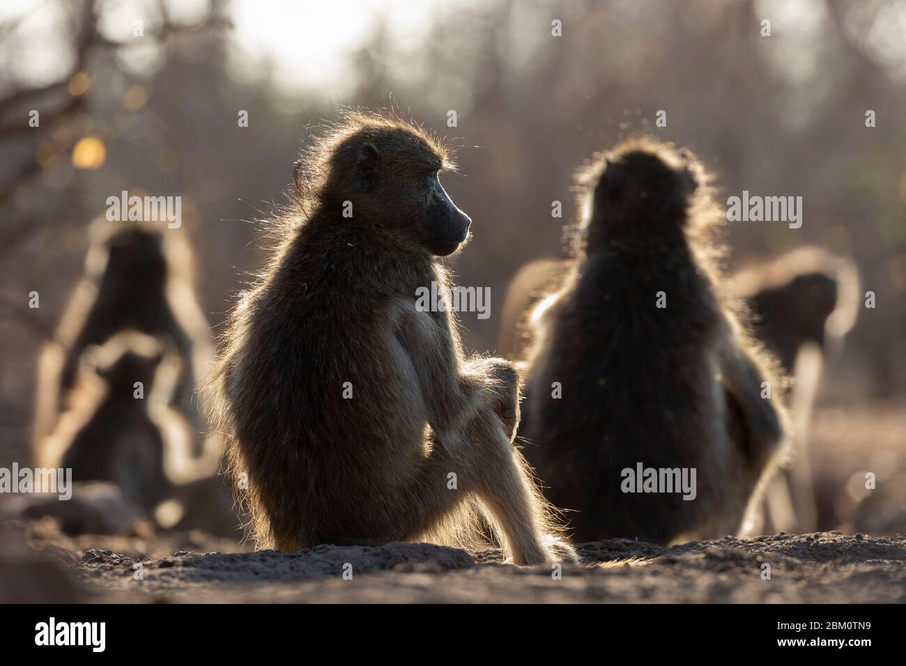 Chacma Paviane (Papio ursinus), Mashatu Wildreservat, Botswana, Stockfoto