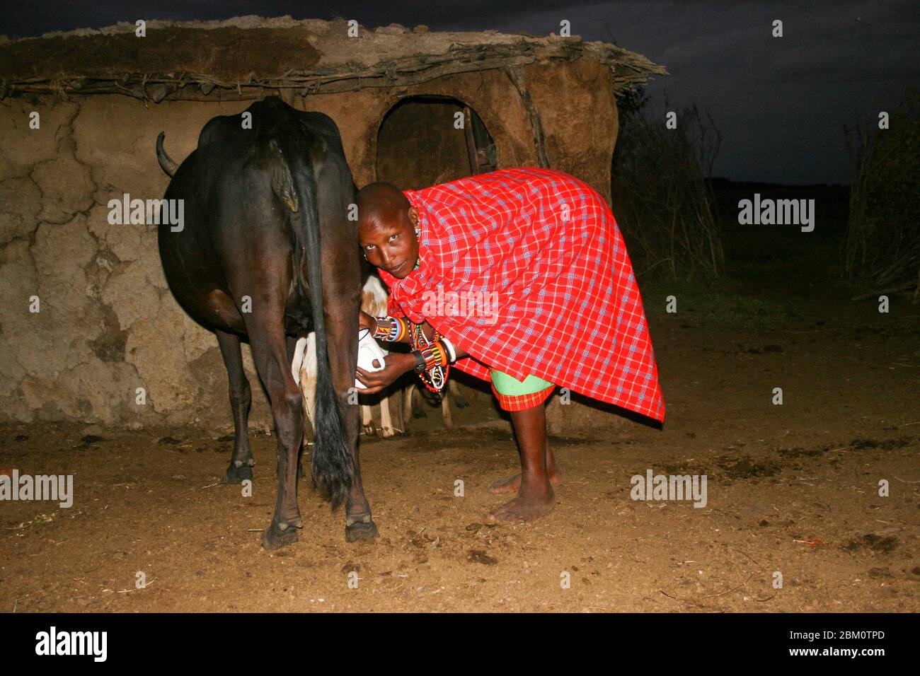Nachtaufnahme einer Maasai-Frau, die eine Kuh melkt. Maasai ist eine ethnische Gruppe von halbnomadischen Menschen, die in Tansania fotografiert wurden. Stockfoto