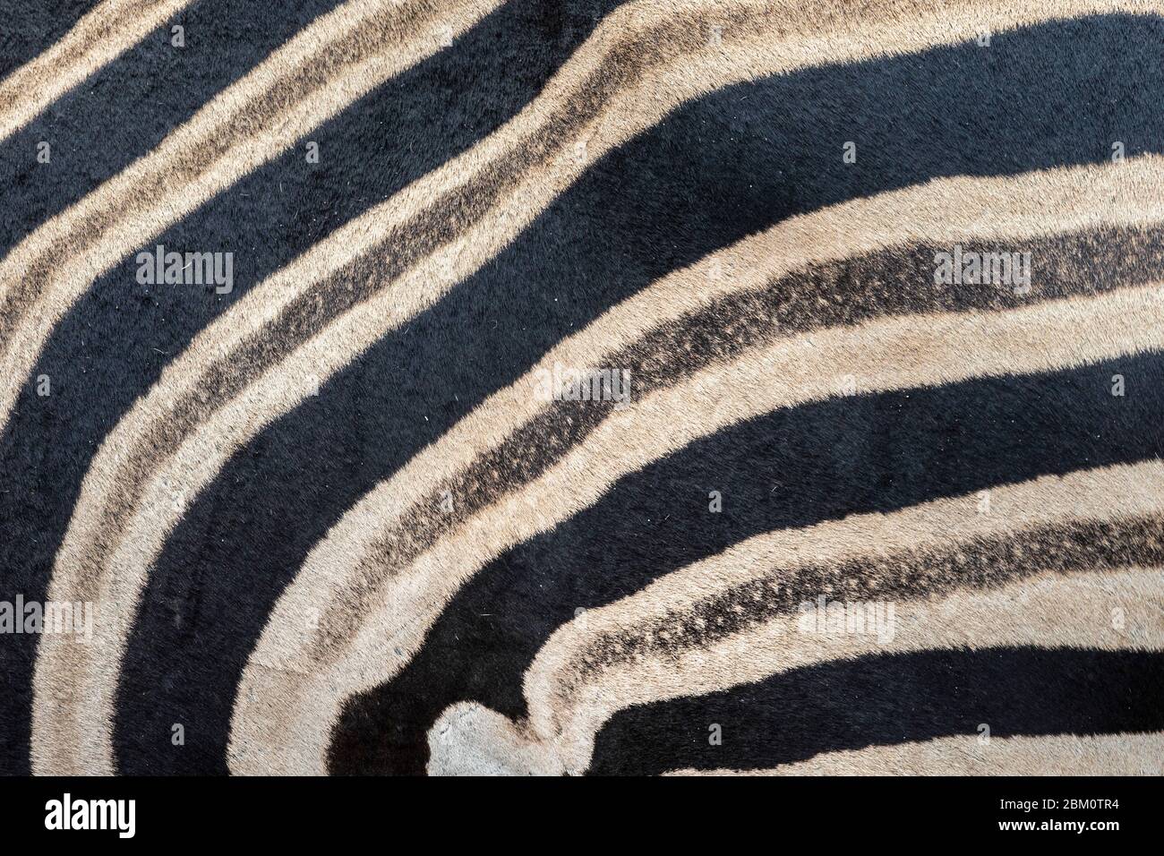 Plains Zebra (Equus quagga) Streifen, Elephant Plains, Sabi Sand Wildreservat, Südafrika Stockfoto