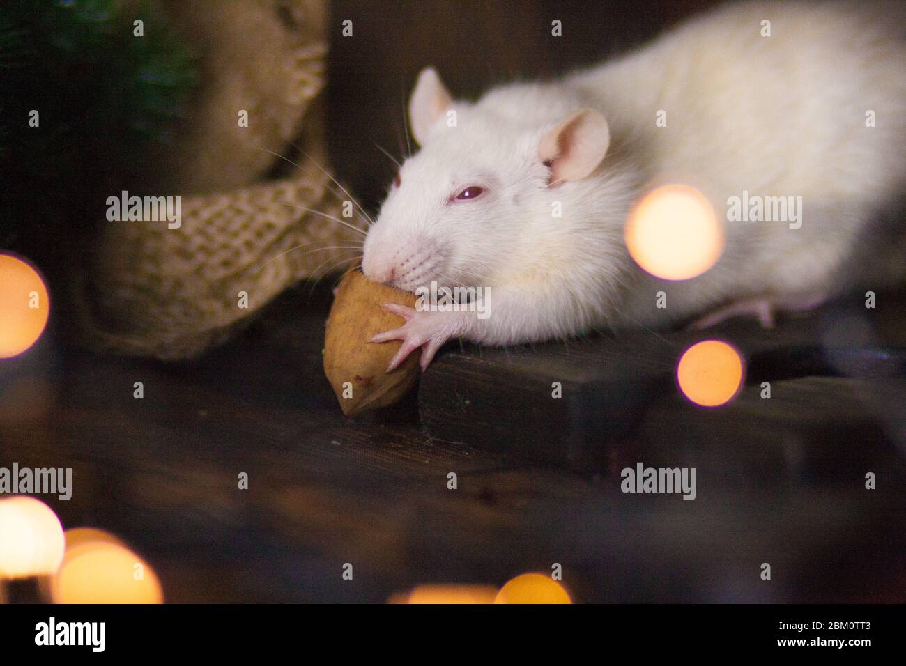 Die Ratte ist weiß und schön. Lab-Maus Stockfoto