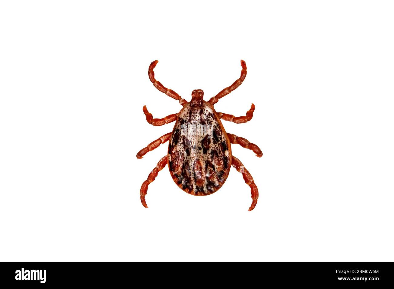 Aktivieren Sie die Option isoliert auf weißem Hintergrund. Tick ist der gemeinsame Name für die kleinen Arachniden in der Superfamilie Ixodoidea, die zusammen mit anderen Milben, bilden Stockfoto