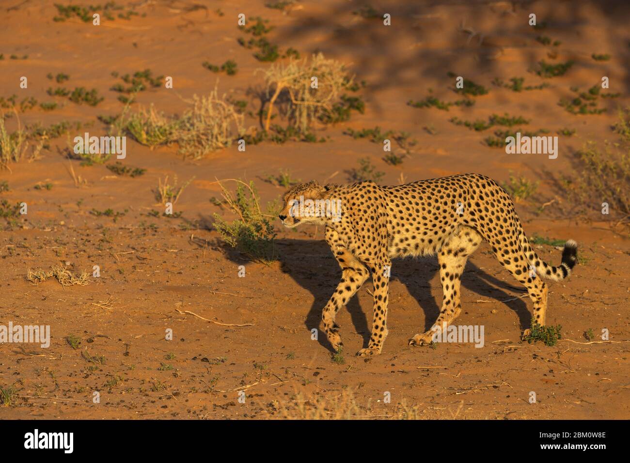 Gepard (Acinonyx jubatus), Kgalagadi Transfrontier Park, Südafrika, Stockfoto