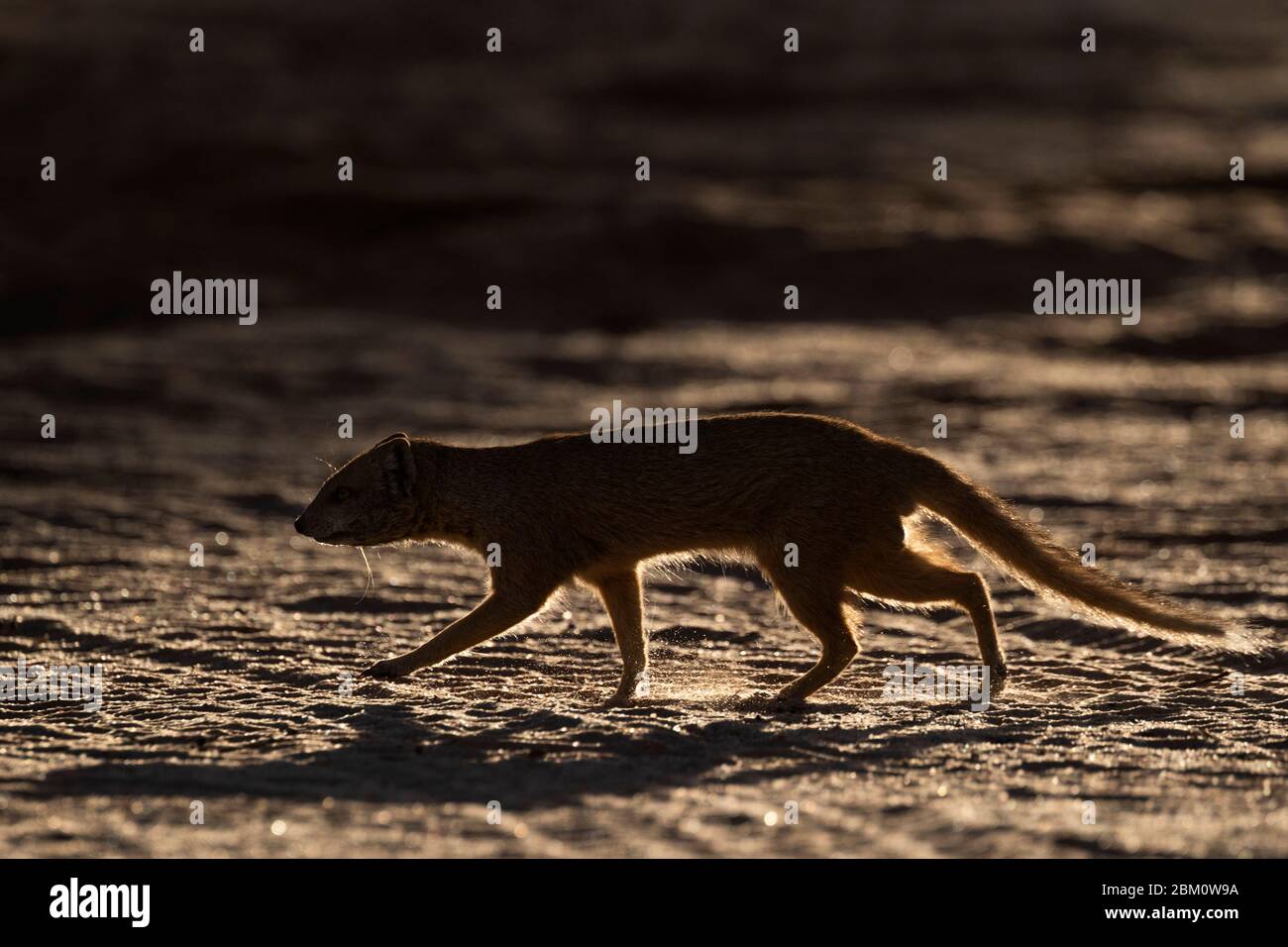 Gelbmungo (Cynictis penicillata), Kgalagadi transfrontier Park, Südafrika Stockfoto