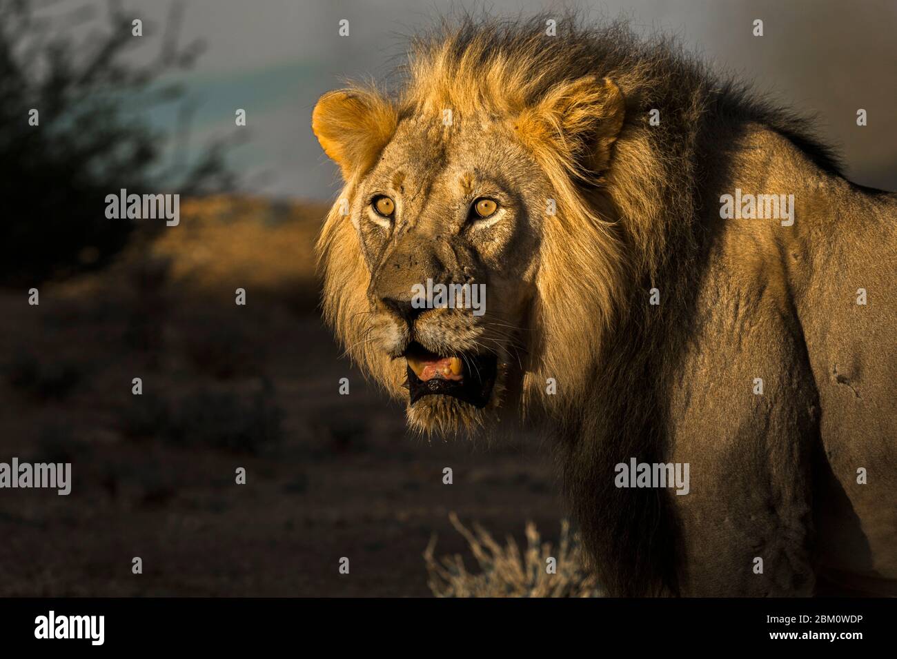 Lion (Panthera leo), Kgalagadi transfrontier Park, Südafrika Stockfoto
