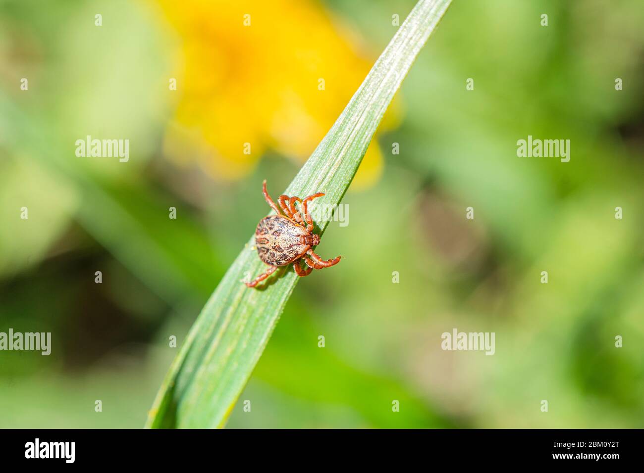 Ticken Sie auf dem Gras, acarus auf grünem Gras. Dermacentor marginatus, Dermacentor reticulatus. Stockfoto
