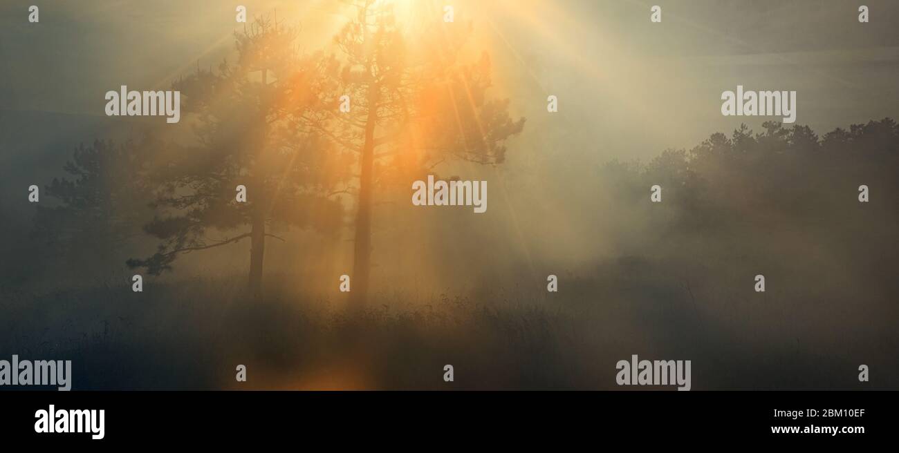 Umweltverschmutzung Und Ökologisches Transportkonzept. Wald und Smog gegen Hintergrund der Sonne Durchbrechen Zweige von Bäumen Stockfoto