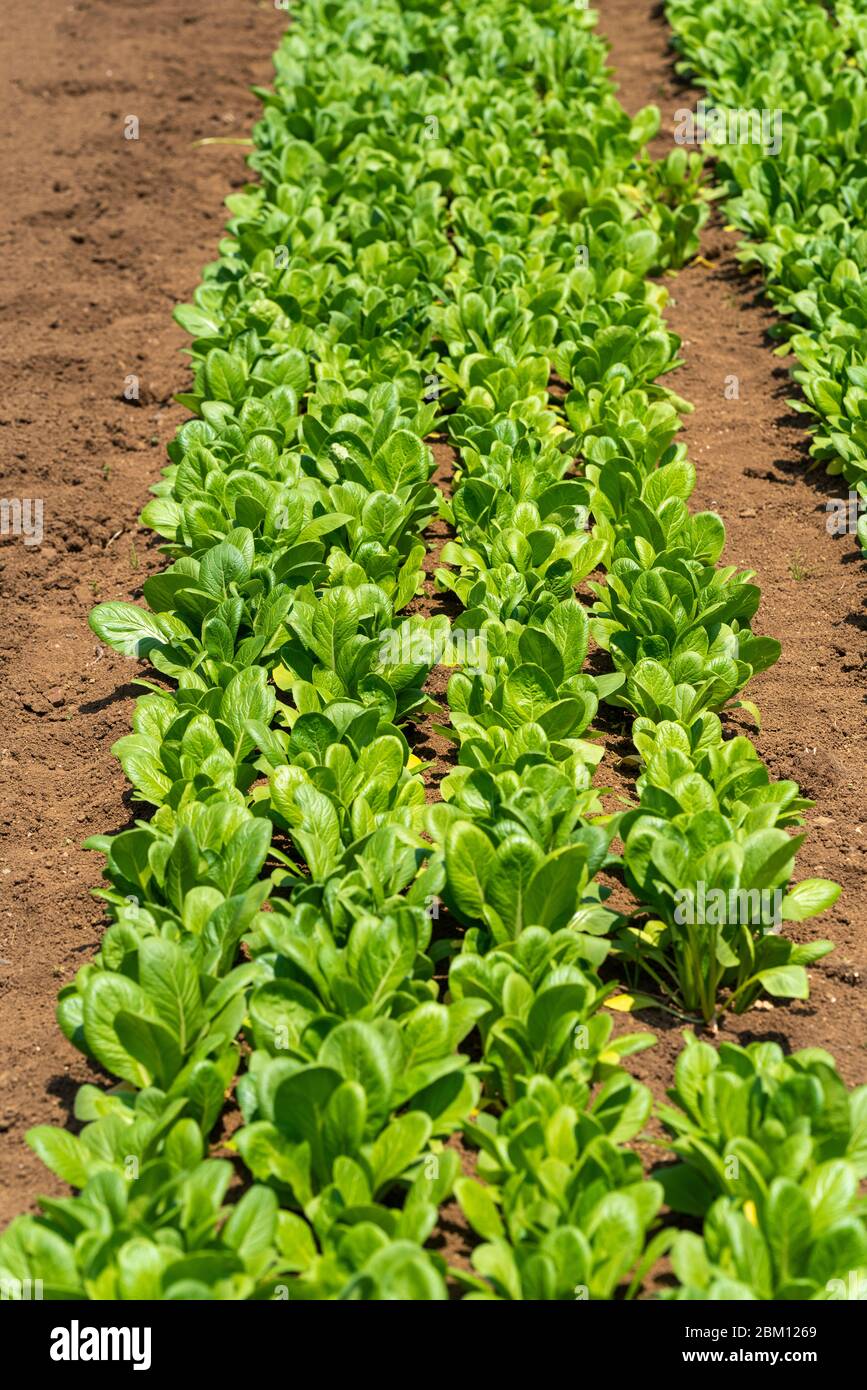 Japanischer Senf-Spinat (Brassica rapa var. perviridis), Isehara City, Präfektur Kanagawa, Japan Stockfoto