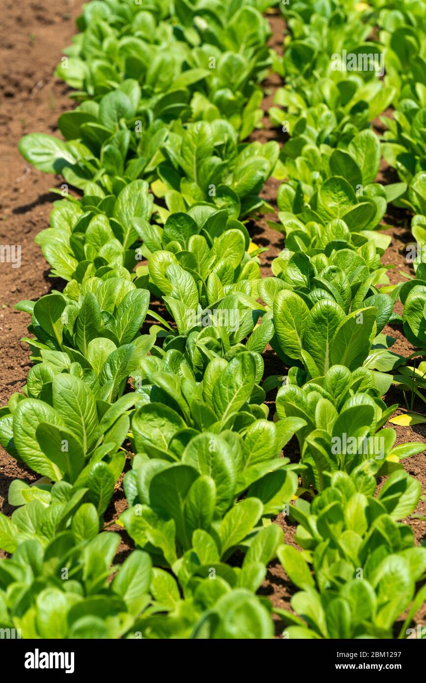 Japanischer Senf-Spinat (Brassica rapa var. perviridis), Isehara City, Präfektur Kanagawa, Japan Stockfoto