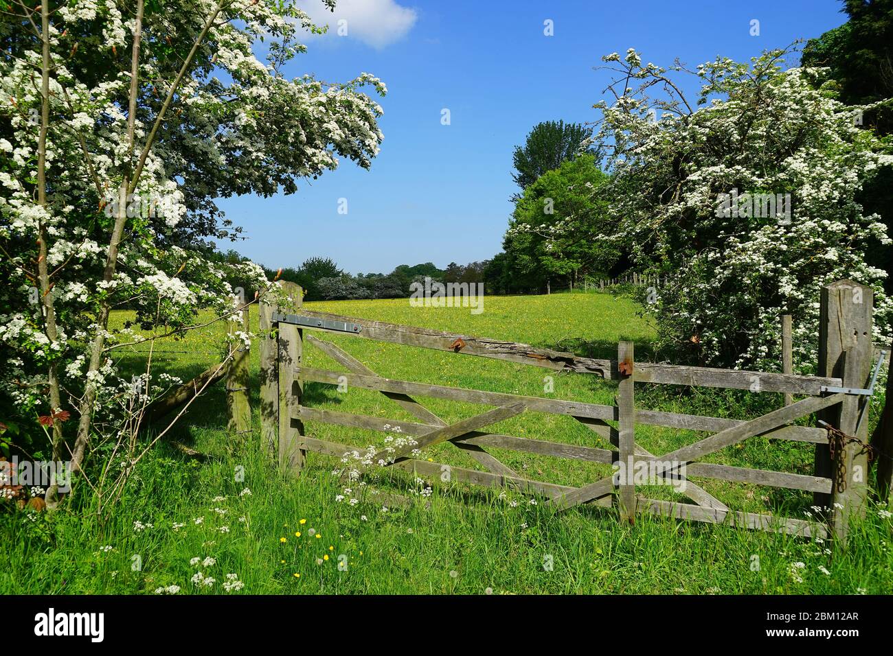 Hertfordshire Wiese Anfang Mai Stockfoto