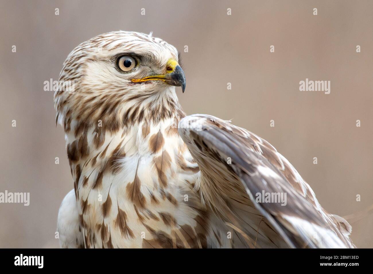 Raubbbiger Buzzard. Buteo lagopus. Nahaufnahme im Hochformat. Männlich Stockfoto