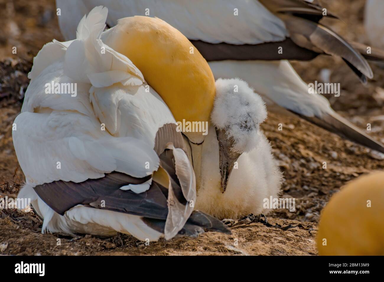 Tölpel kümmern sich um ihre Nachkommen Stockfoto