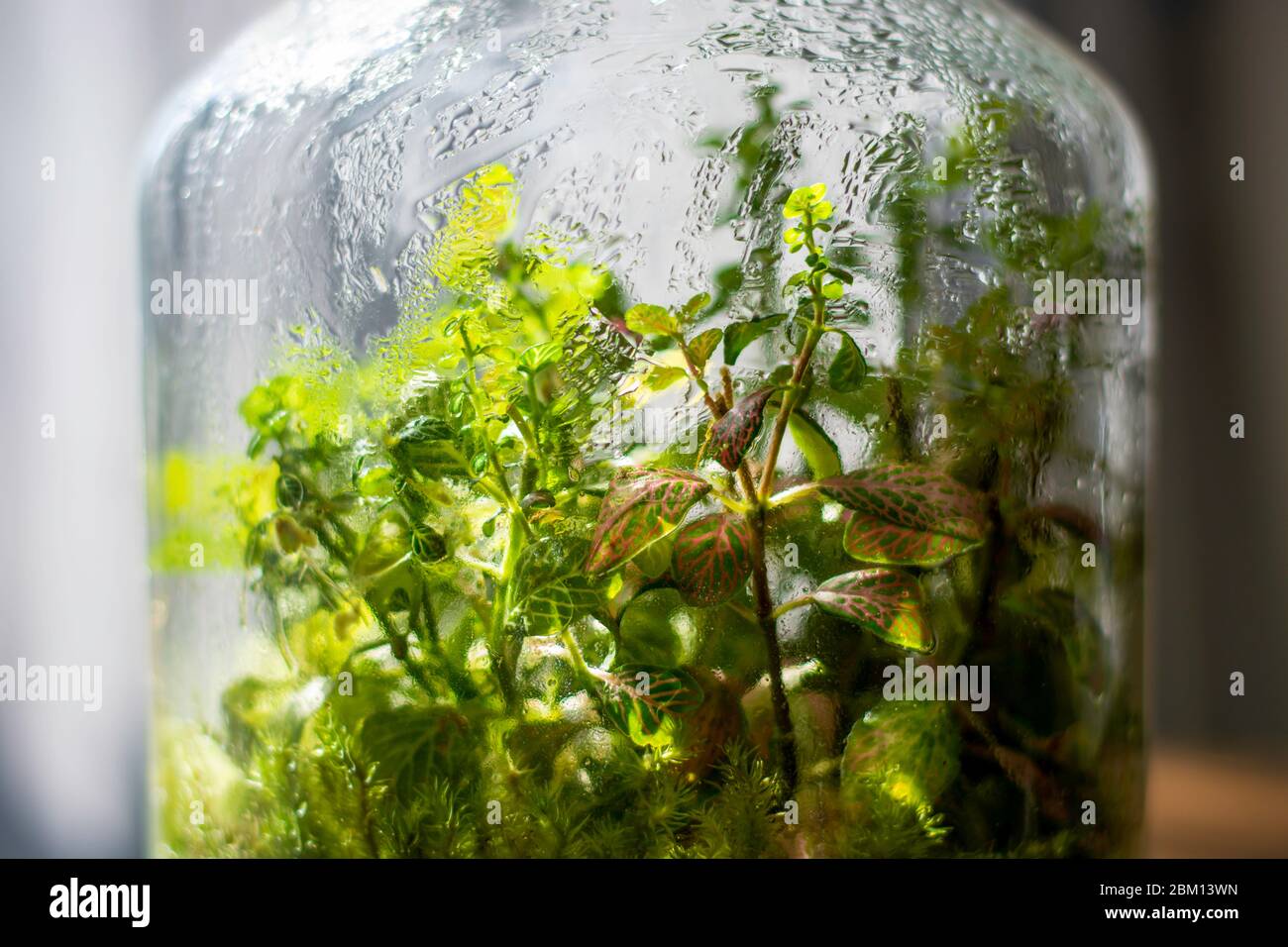 Pflanzen in einer geschlossenen Glasflasche. Terrarium Glas kleines Ökosystem. Feuchtigkeit kondensiert auf der Innenseite des Glases. Der Prozess der Photosynthese. Tröpfchen Stockfoto