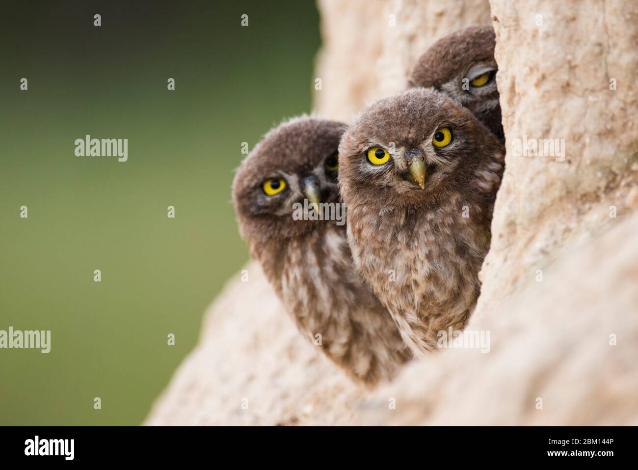 Drei junge Eulen gucken aus seinem Loch und schauen auf die Kamera. Stockfoto