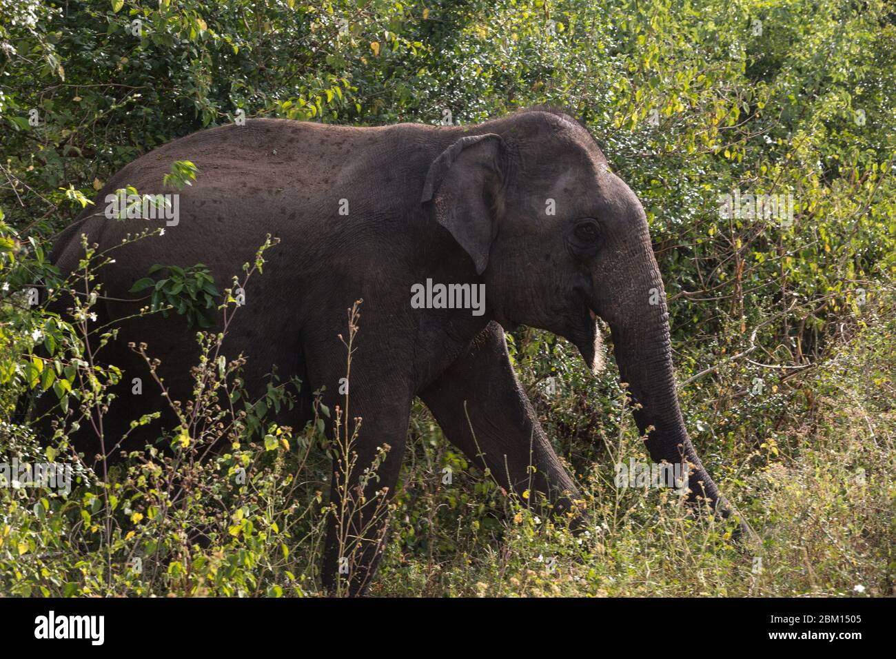 Wild Elephant auf der Suche nach Nahrung im Yala Nationalpark, Sri Lanka Stockfoto