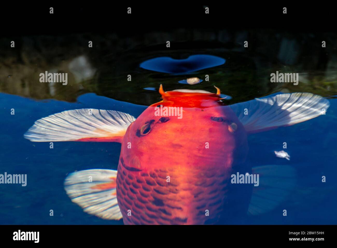 Koi teich hinterhof Fotos und Bildmaterial in hoher Auflösung Alamy