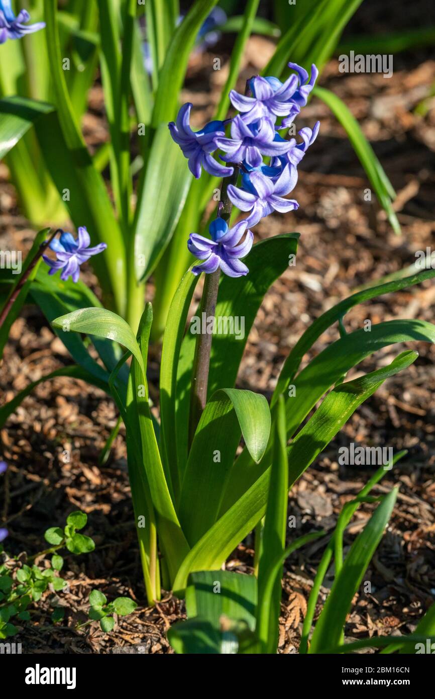 Junge blaue Hyazinthe (Hyacinthus cv.) im Frühjahr Stockfoto