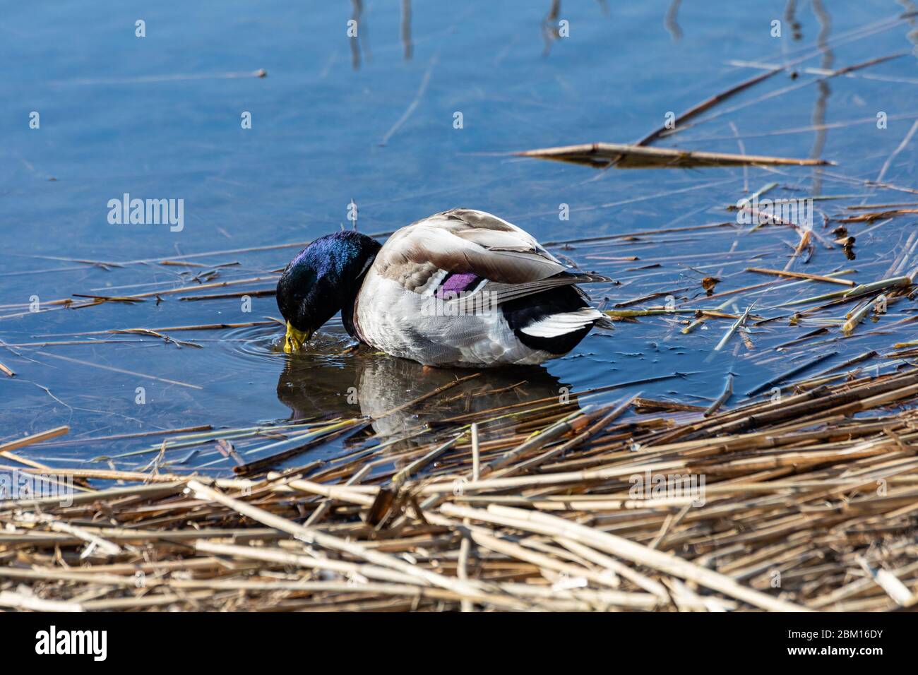 Männliche Stockente oder drake (Anas platyrhynchos) auf der Suche nach Nahrung mit Schnabel unter Wasser Stockfoto