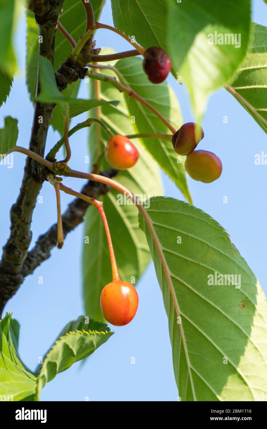 Kirschenfrüchte auf der Anzeige Art Kirschbaum , Isehara City, Kanagawa Präfektur, Japan Stockfoto