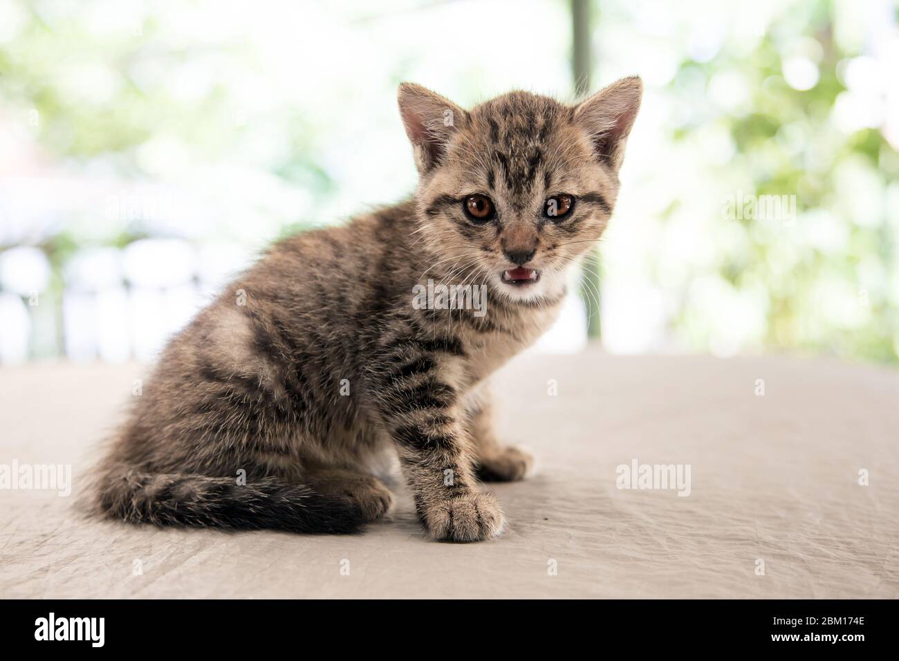 Potrait liebenswert streunende Katze mit Tiger Muster Haut in Haustier Konzept Stockfoto