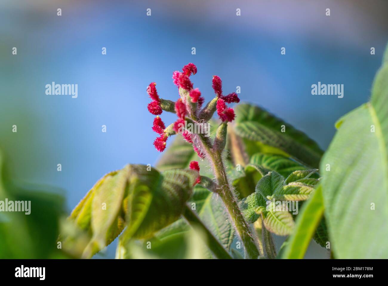 Weiblicher Blütenstand japanischer Walnuss (Juglans ailantifolia), Stadt Isehara, Präfektur Kanagawa, Japan Stockfoto